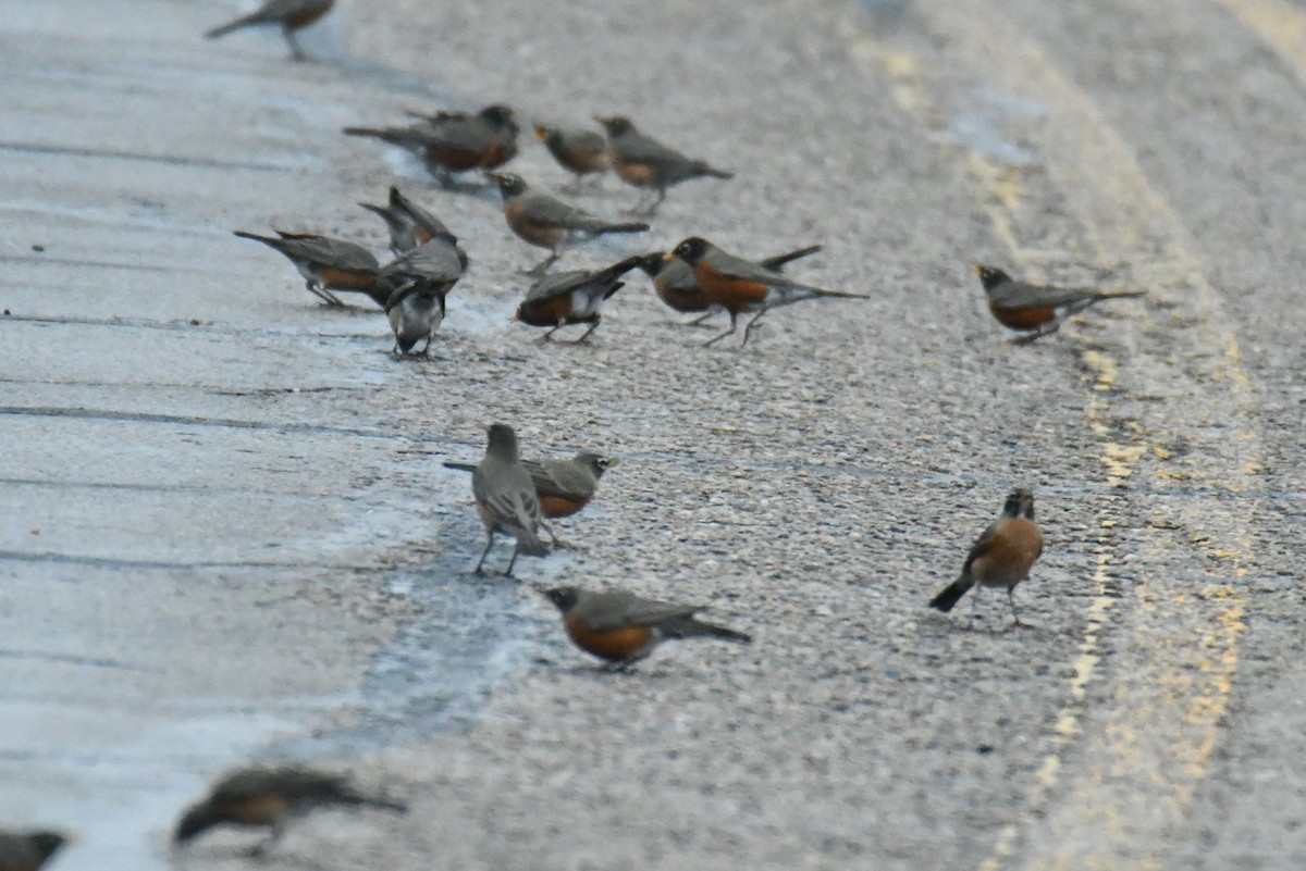 American Robin - ML523066101