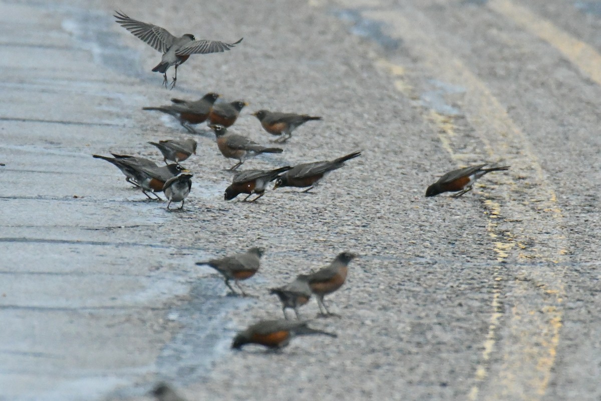 American Robin - ML523066131