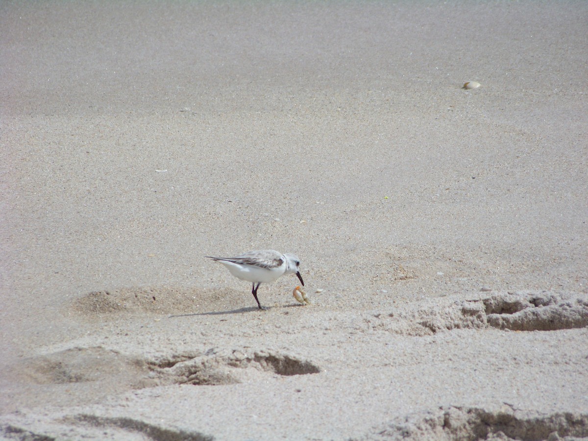 Песчанка - ML523066251