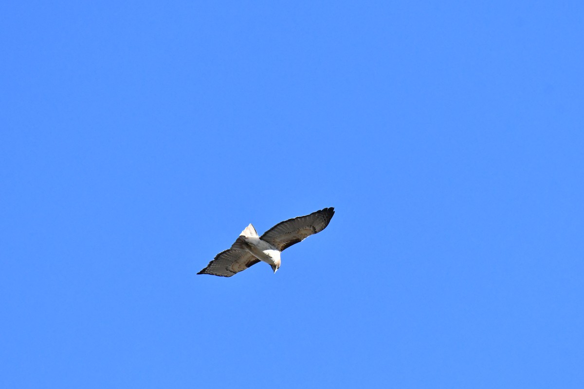 Red-tailed Hawk - ML523066671