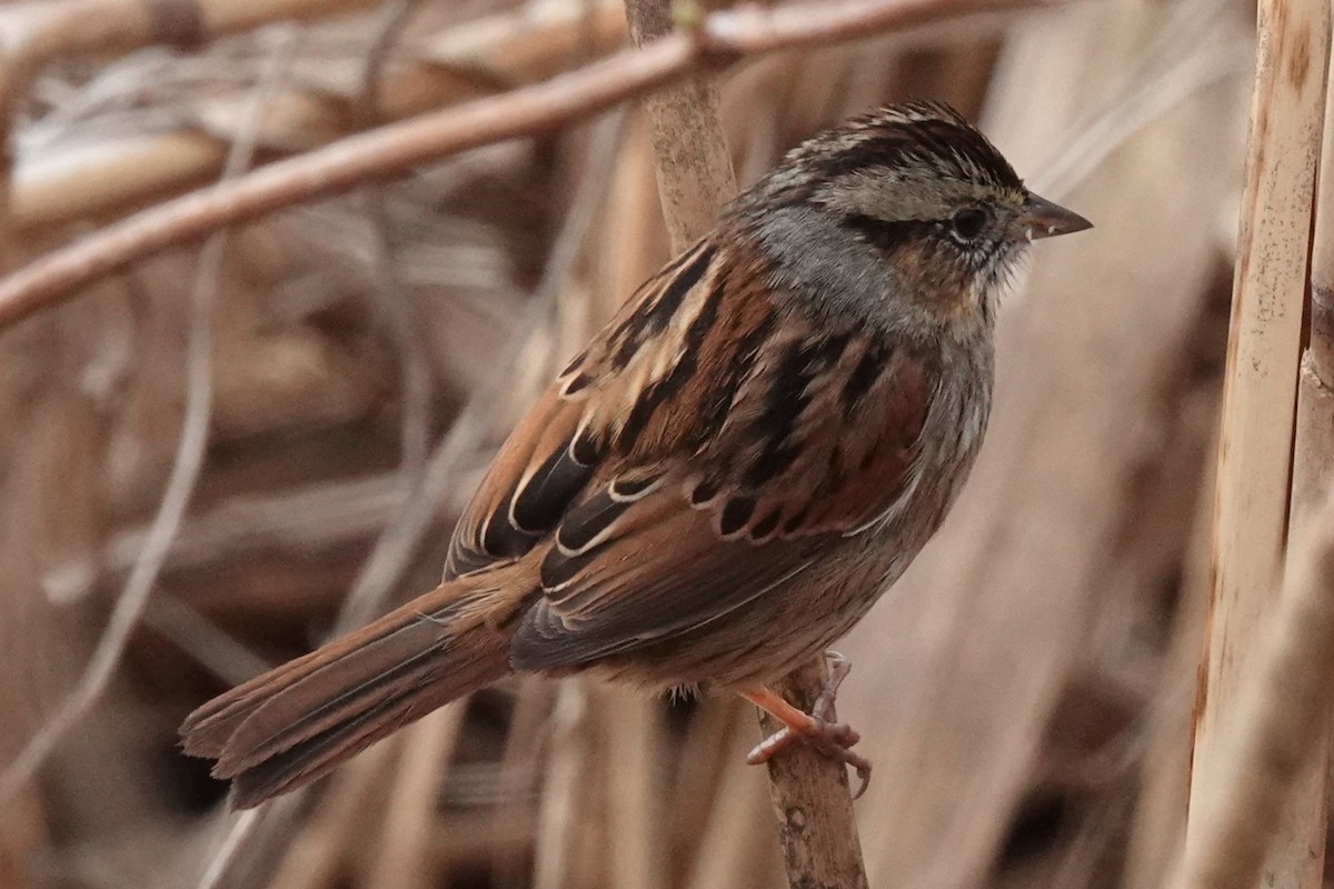 Swamp Sparrow - Mary Alice HAYWARD