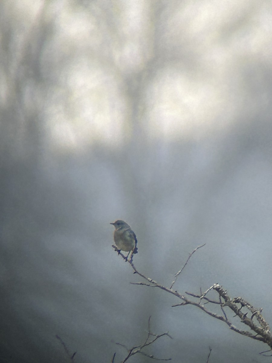 Mountain Bluebird - ML523066831