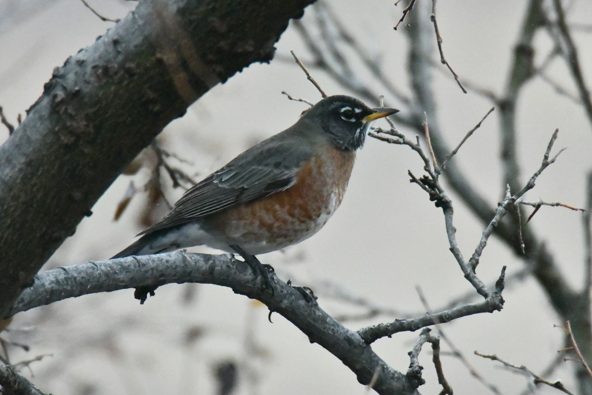 American Robin - ML523066861