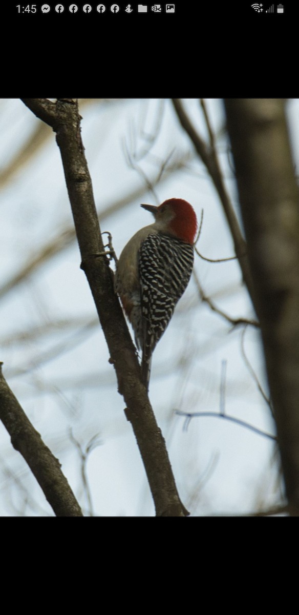 Red-bellied Woodpecker - ML523067631