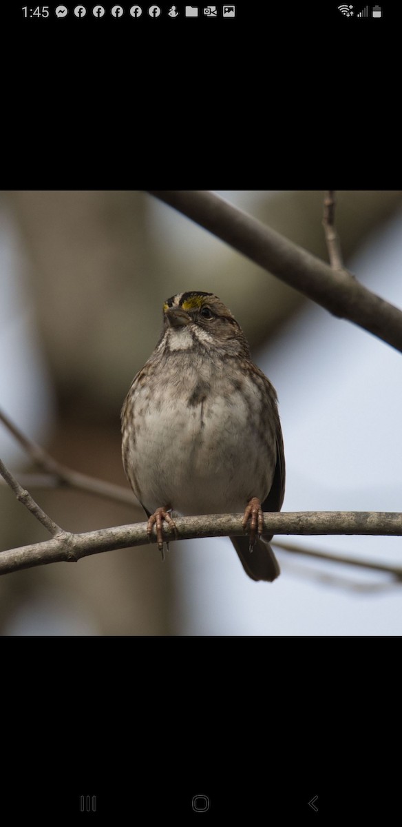 White-throated Sparrow - ML523068811