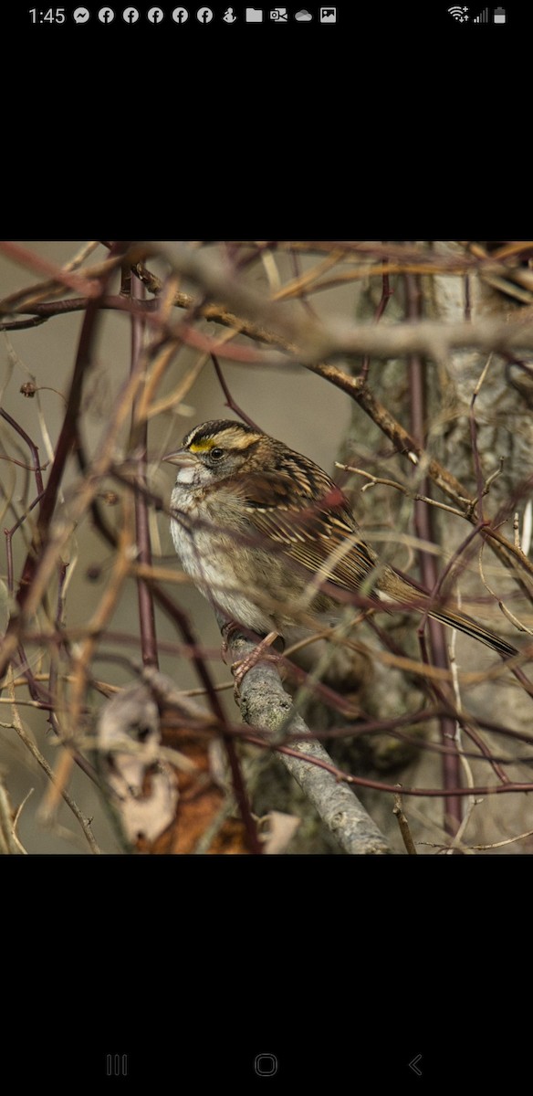 White-throated Sparrow - ML523068821
