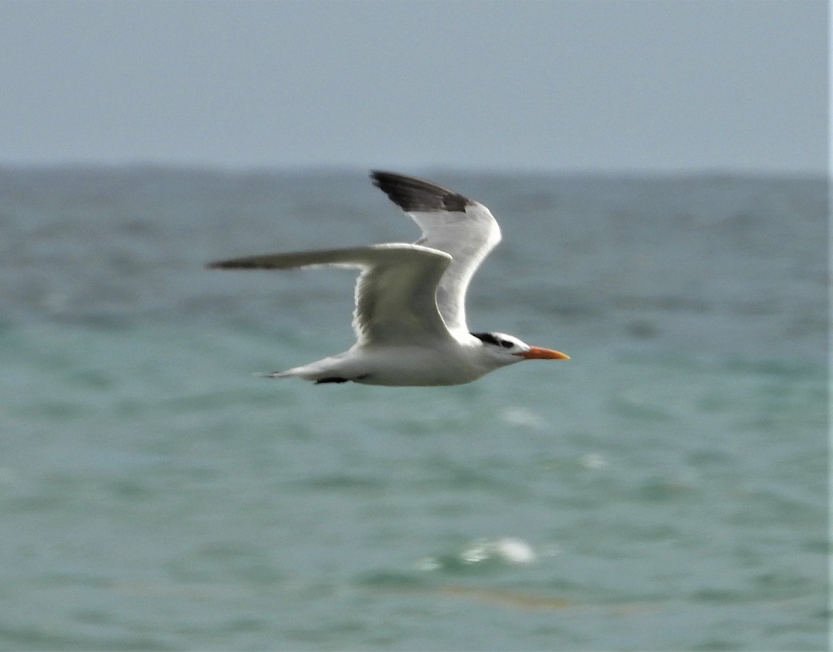 Royal Tern - ML523069471