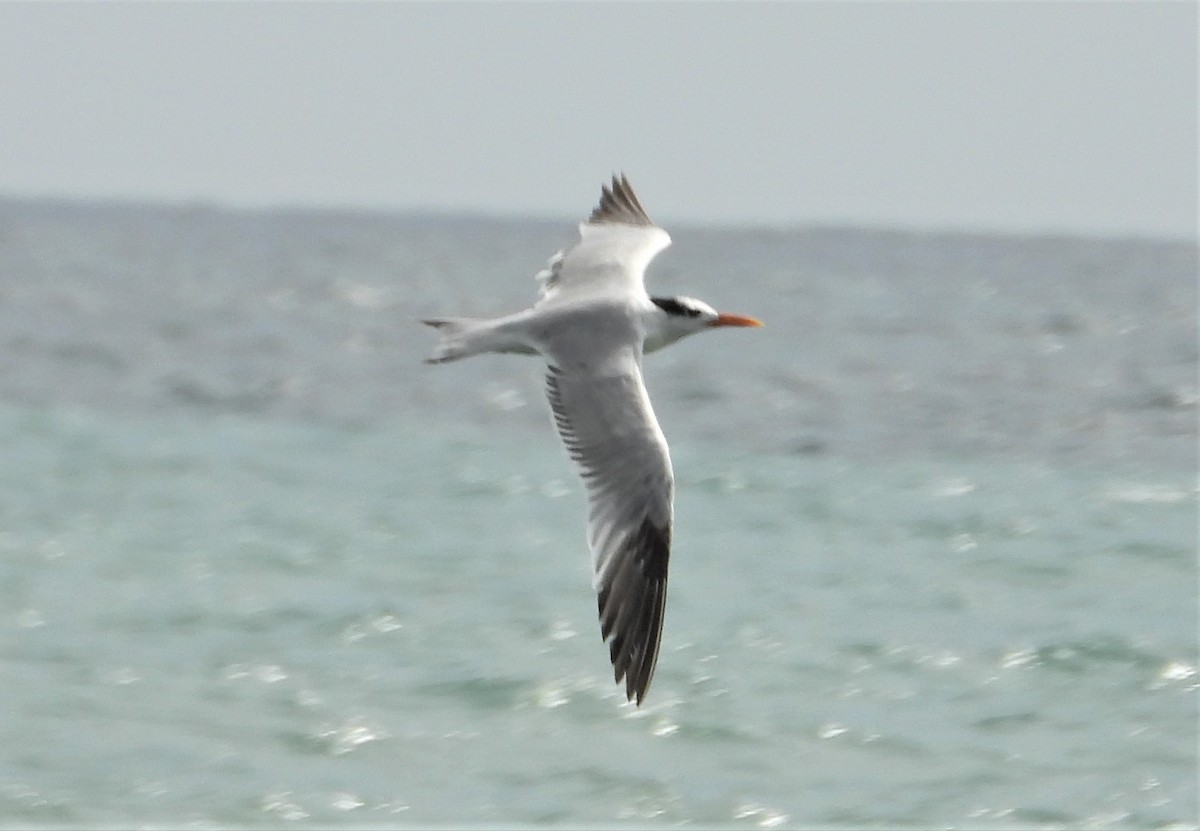 Royal Tern - Matt Kelly