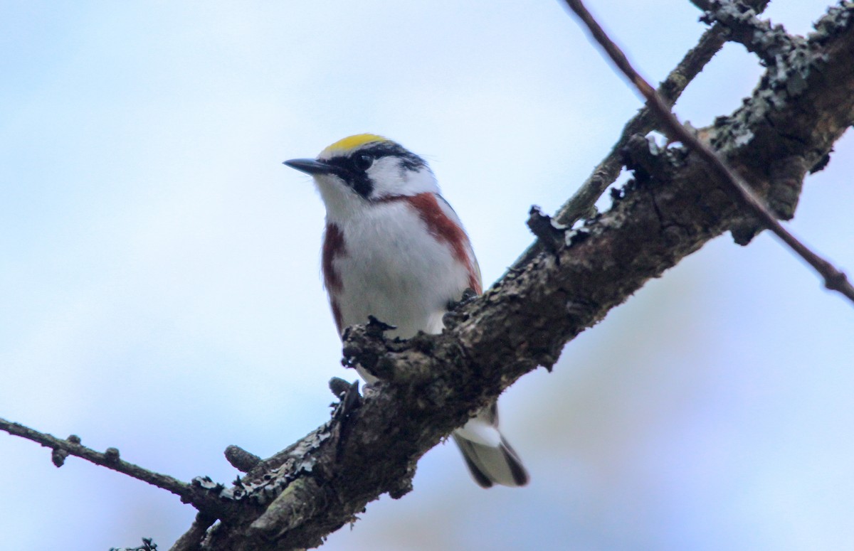 Chestnut-sided Warbler - ML523070671