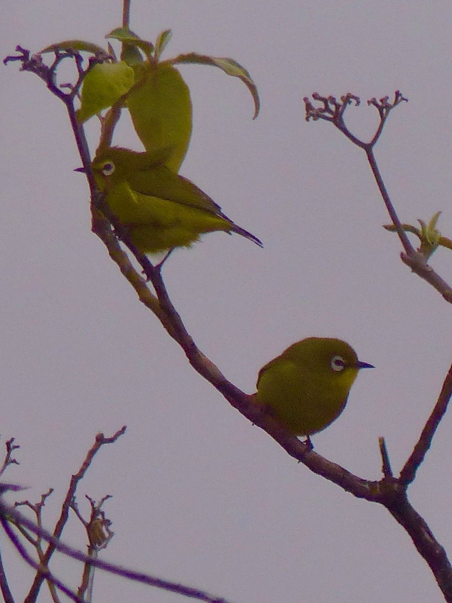 Comoro White-eye - ML523071031