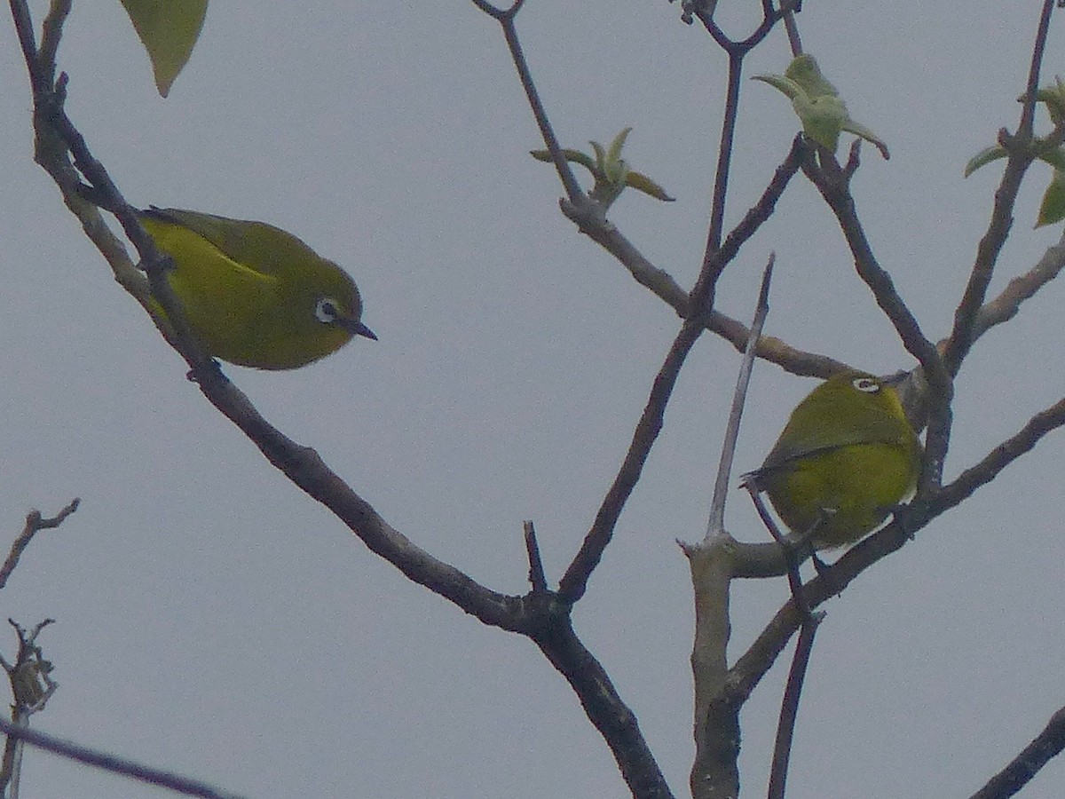 Comoro White-eye - ML523071041