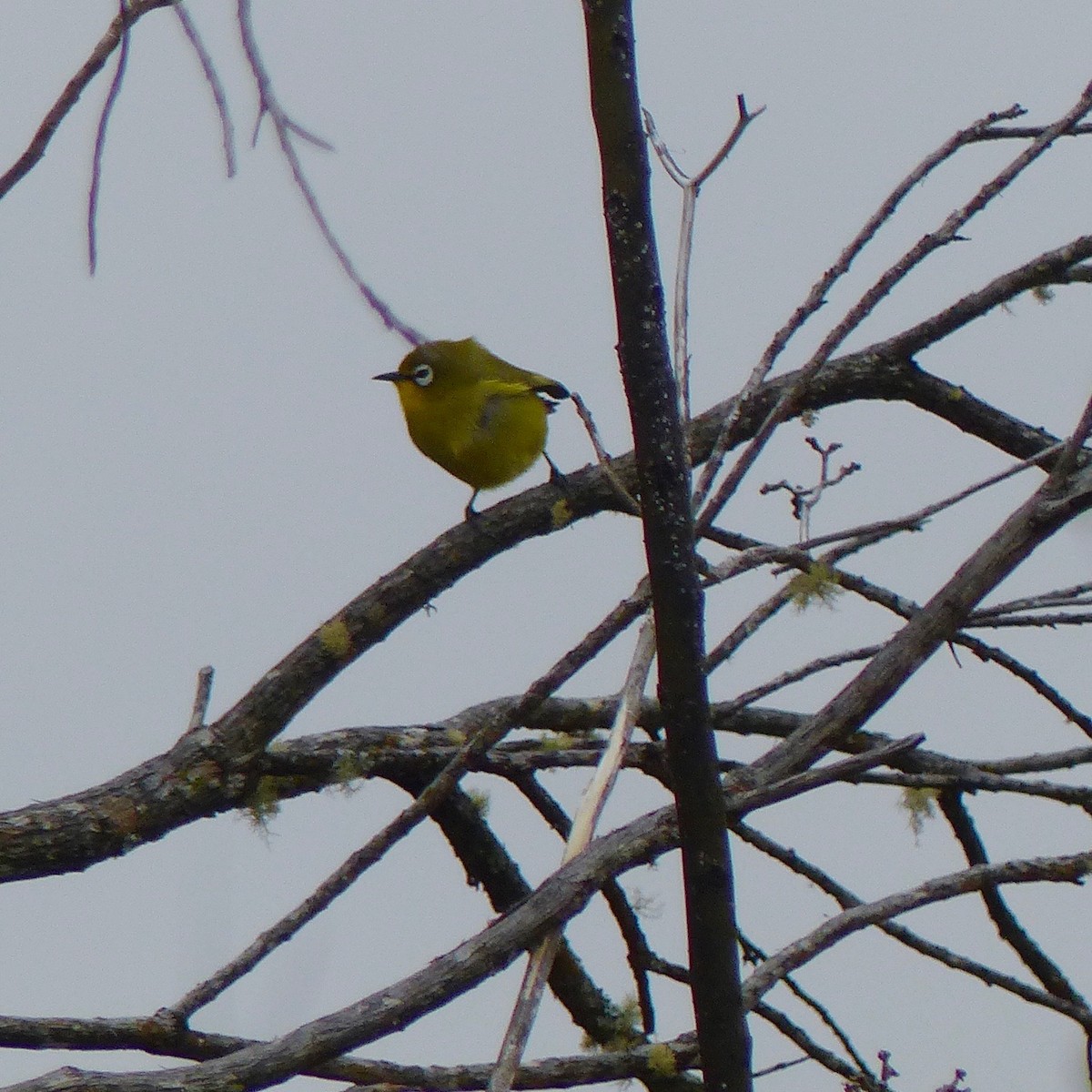 Comoro White-eye - ML523071071