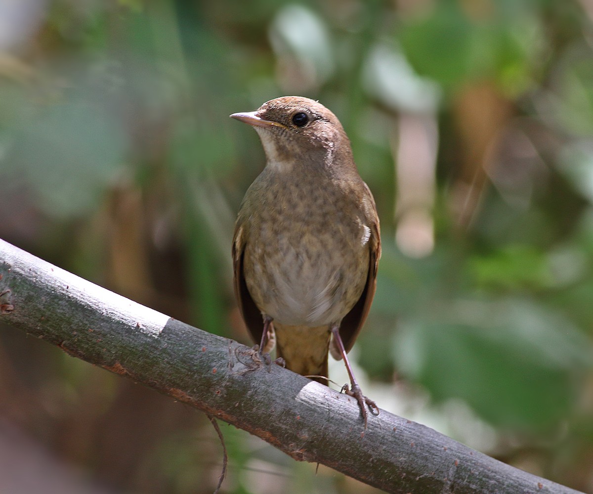 Thrush Nightingale - ML523071661