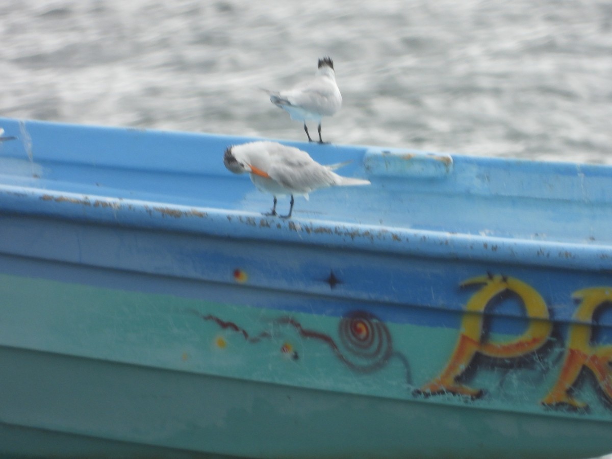 Royal Tern - ML523071731