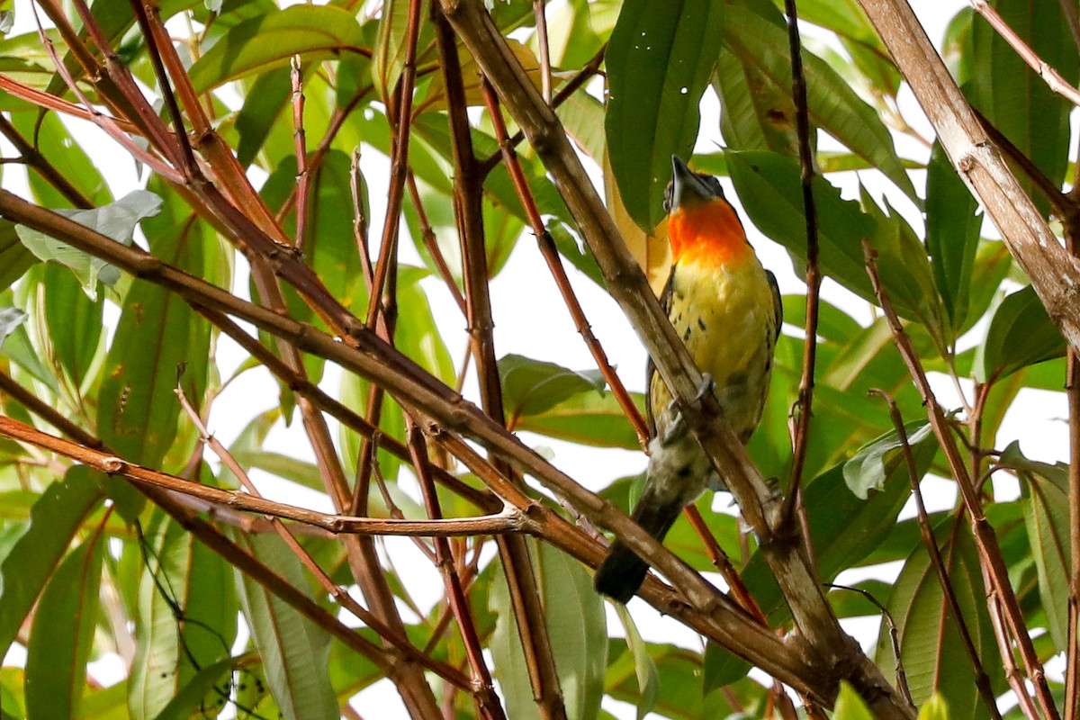 Gilded Barbet - ML523073191