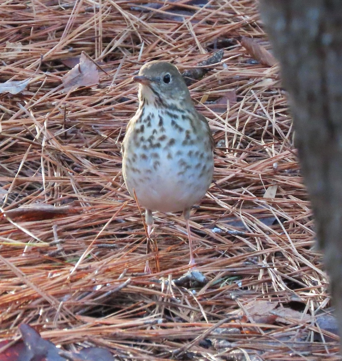 Hermit Thrush - ML523073641