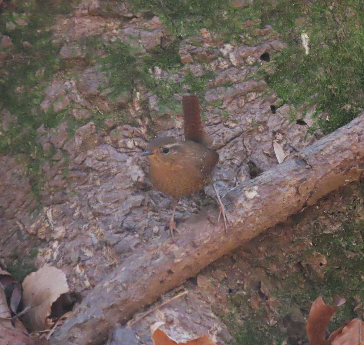 Troglodyte des forêts - ML523073971