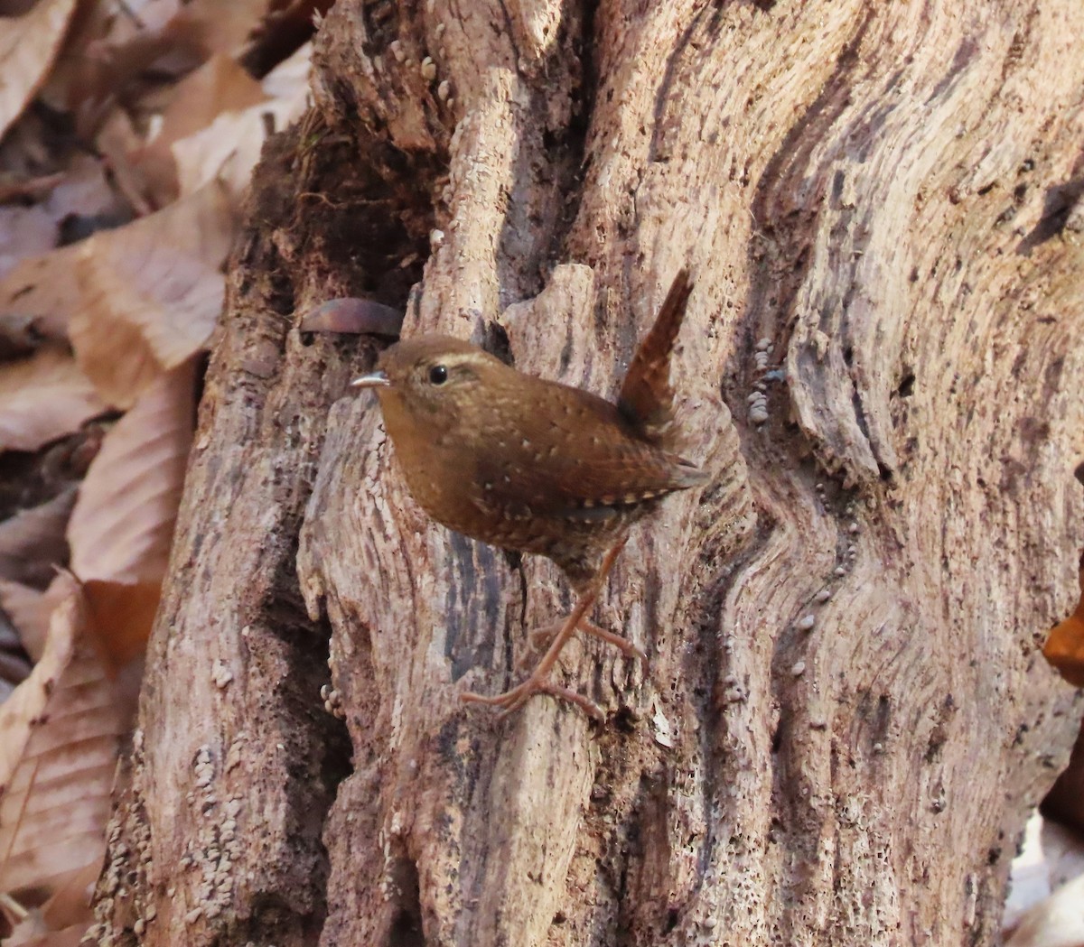 Troglodyte des forêts - ML523073981