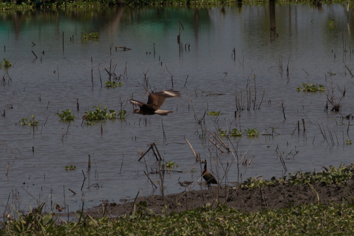 White-faced Whistling-Duck - ML523074201