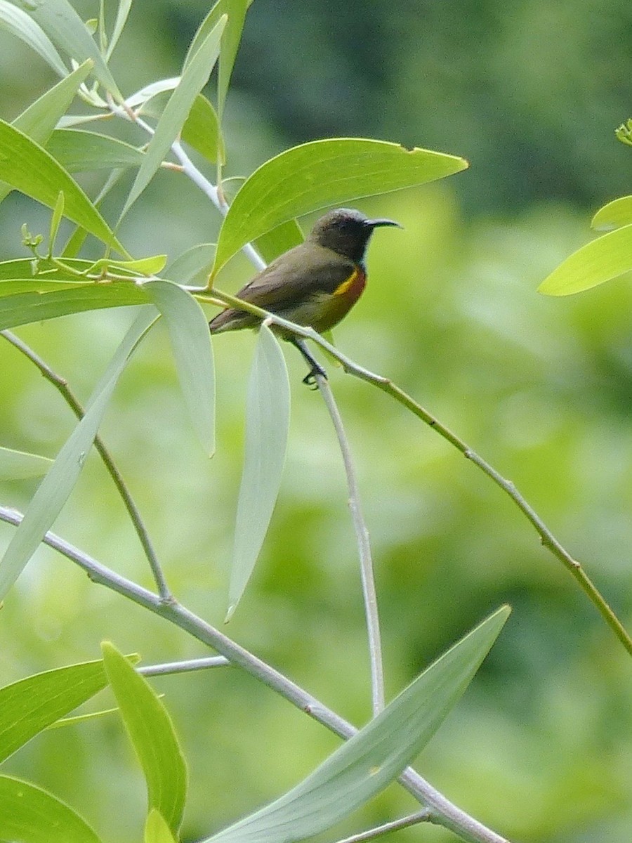 Schlichtmantel-Nektarvogel - ML523076691