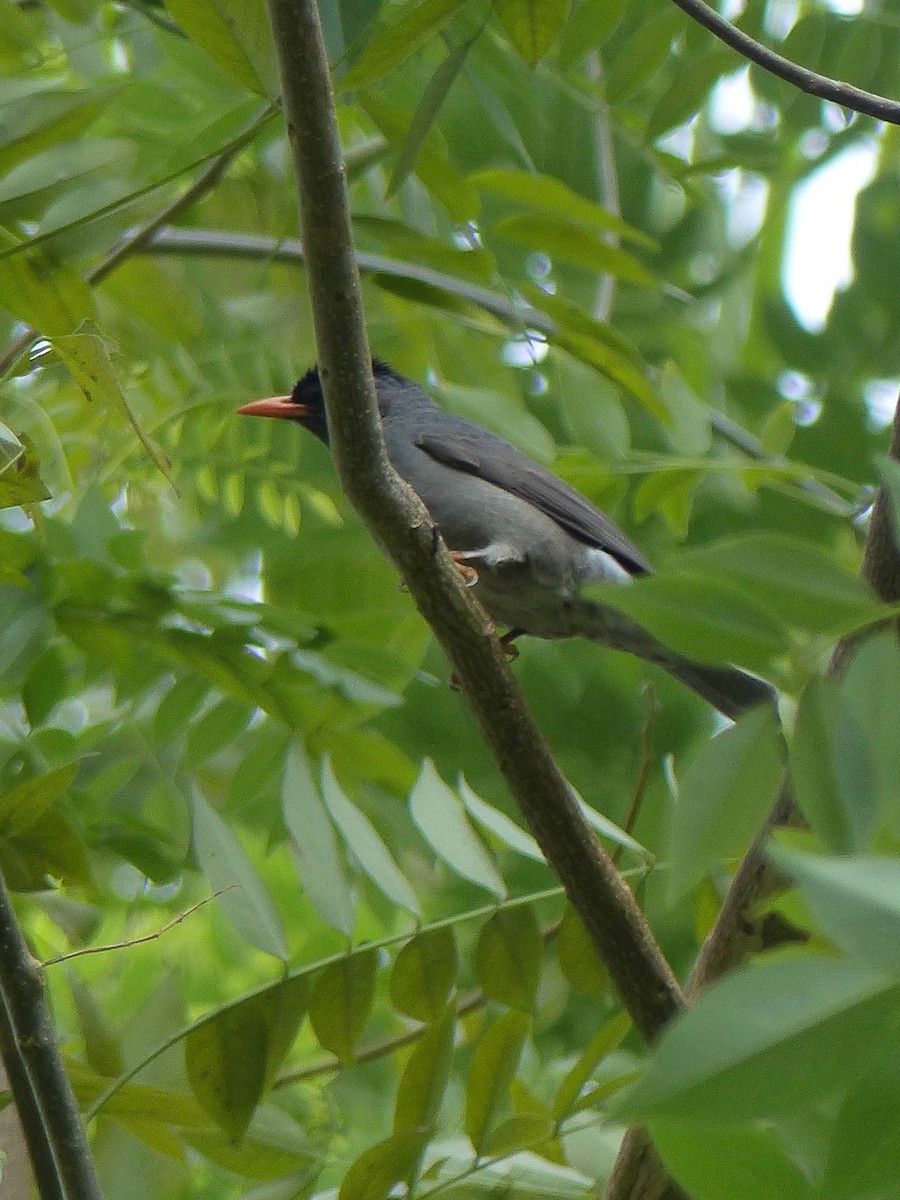 Bulbul de Mohéli - ML523076781