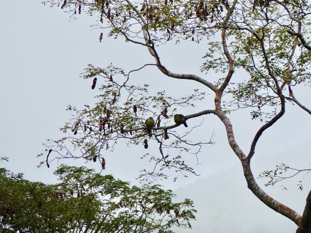 Comoro Green-Pigeon - ML523077101