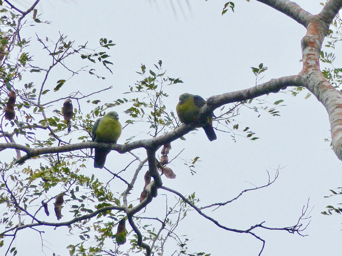 Comoro Green-Pigeon - ML523077111