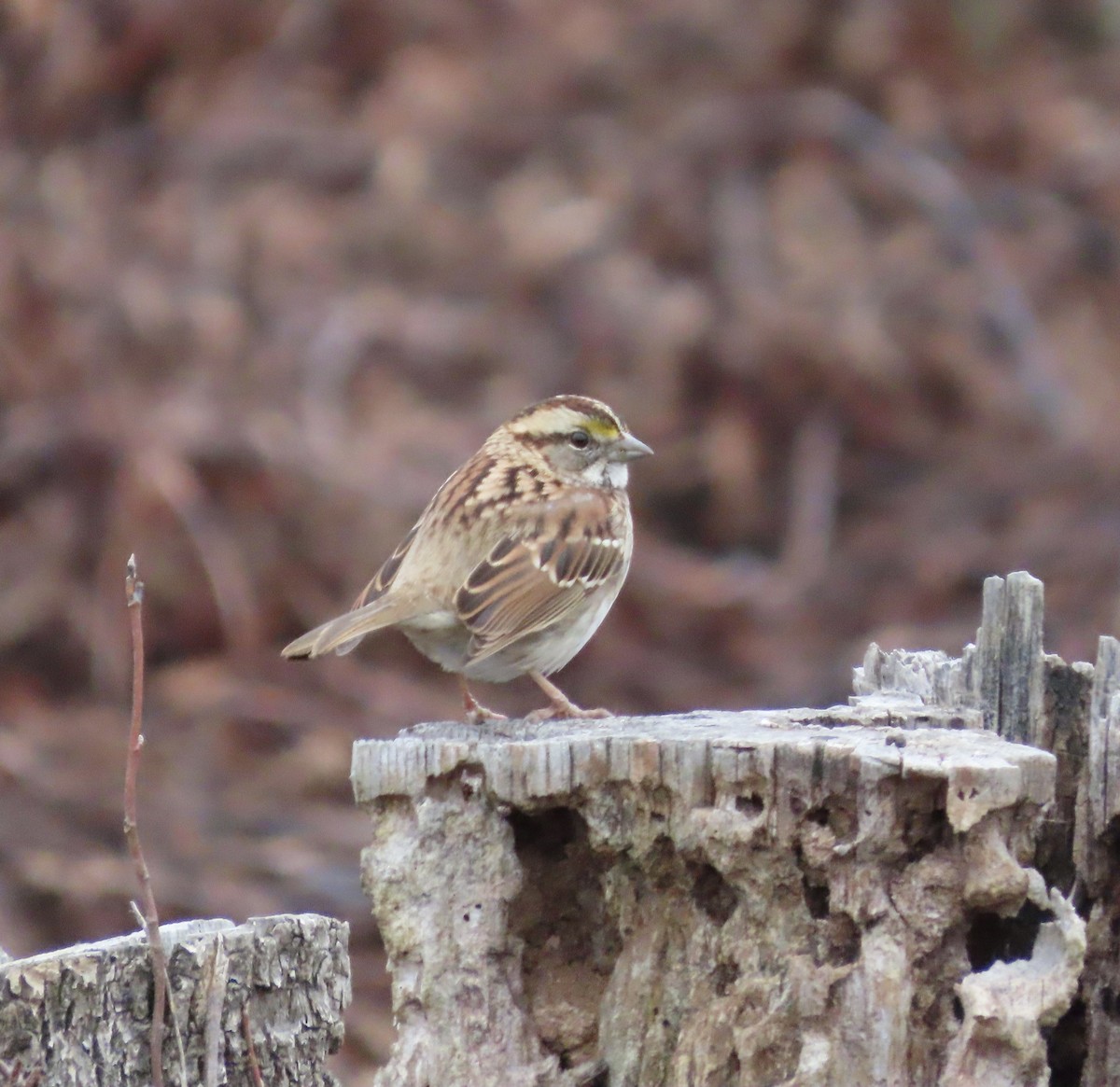 White-throated Sparrow - ML523077831