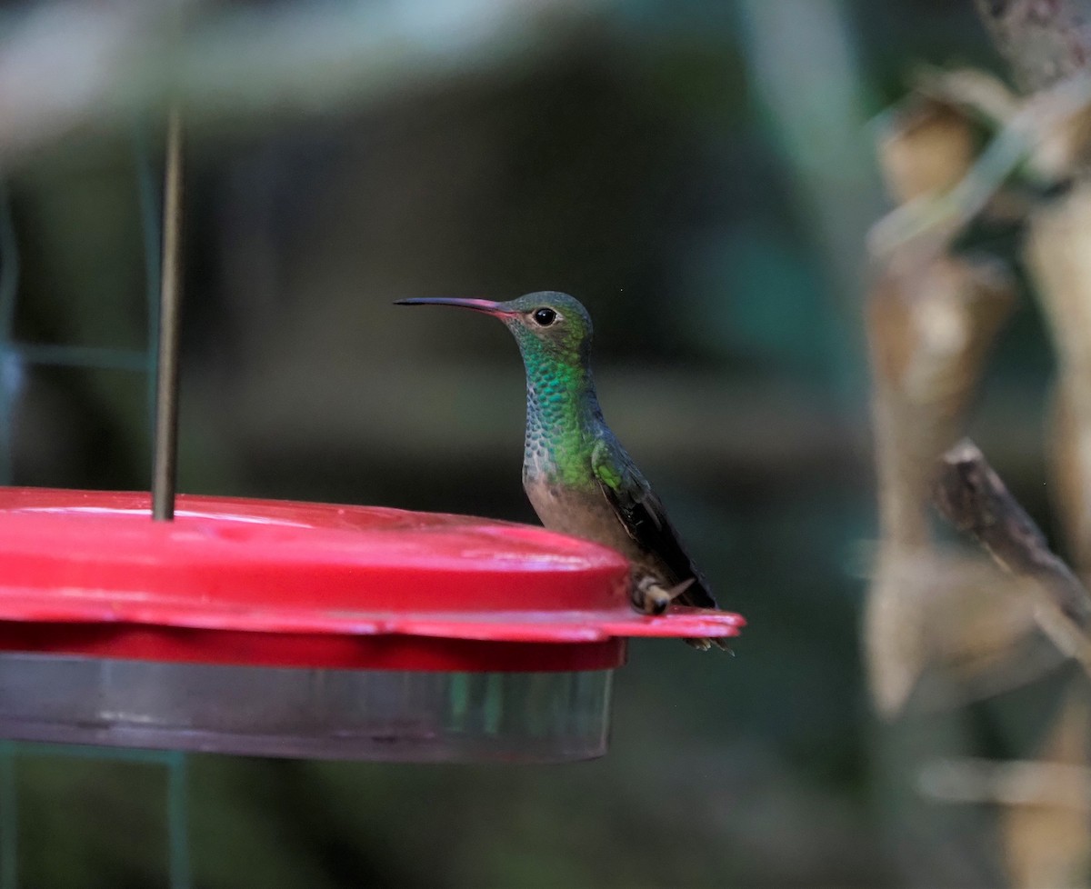 kolibřík yukatanský - ML523077951