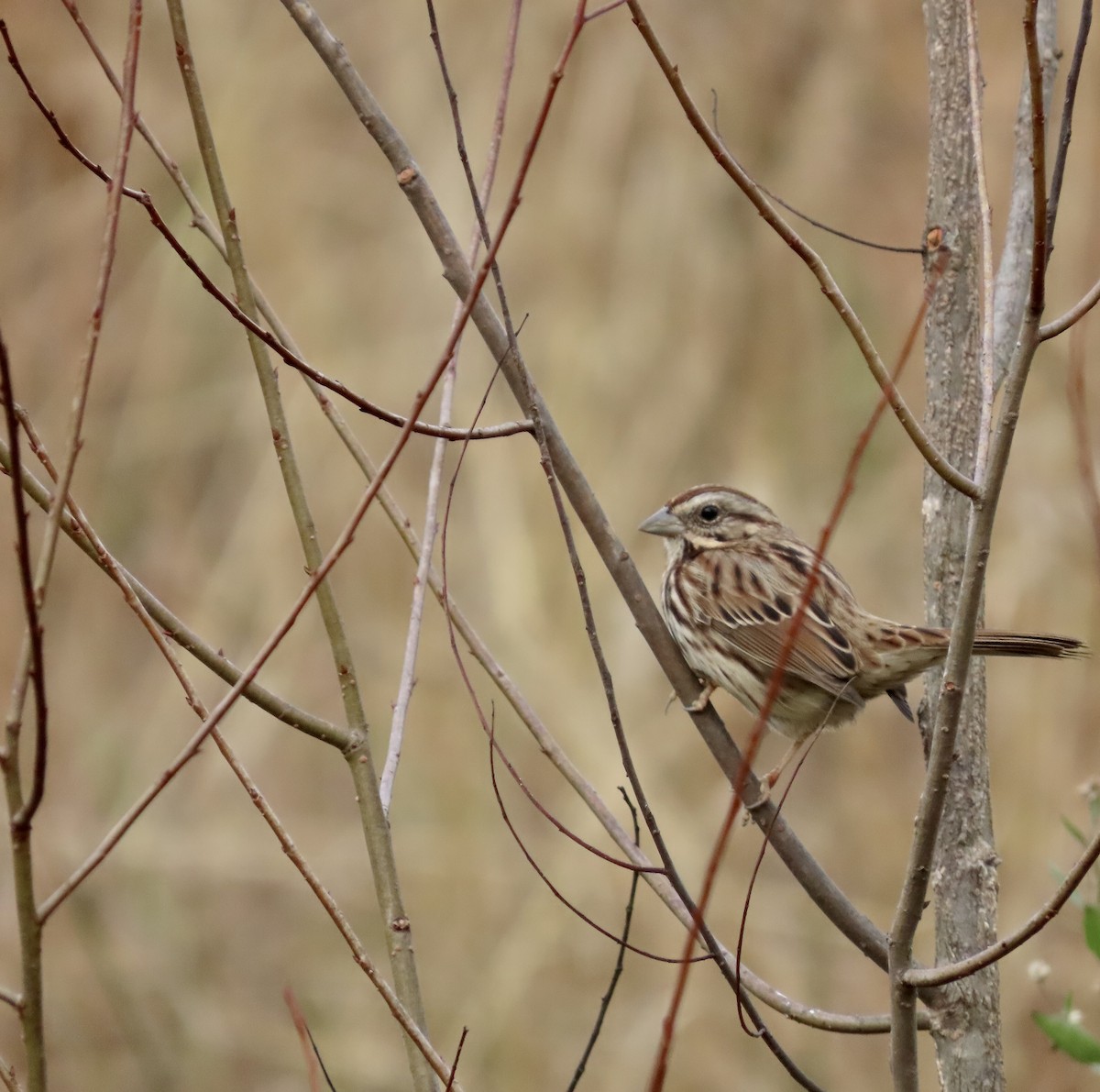 Song Sparrow - ML523078011