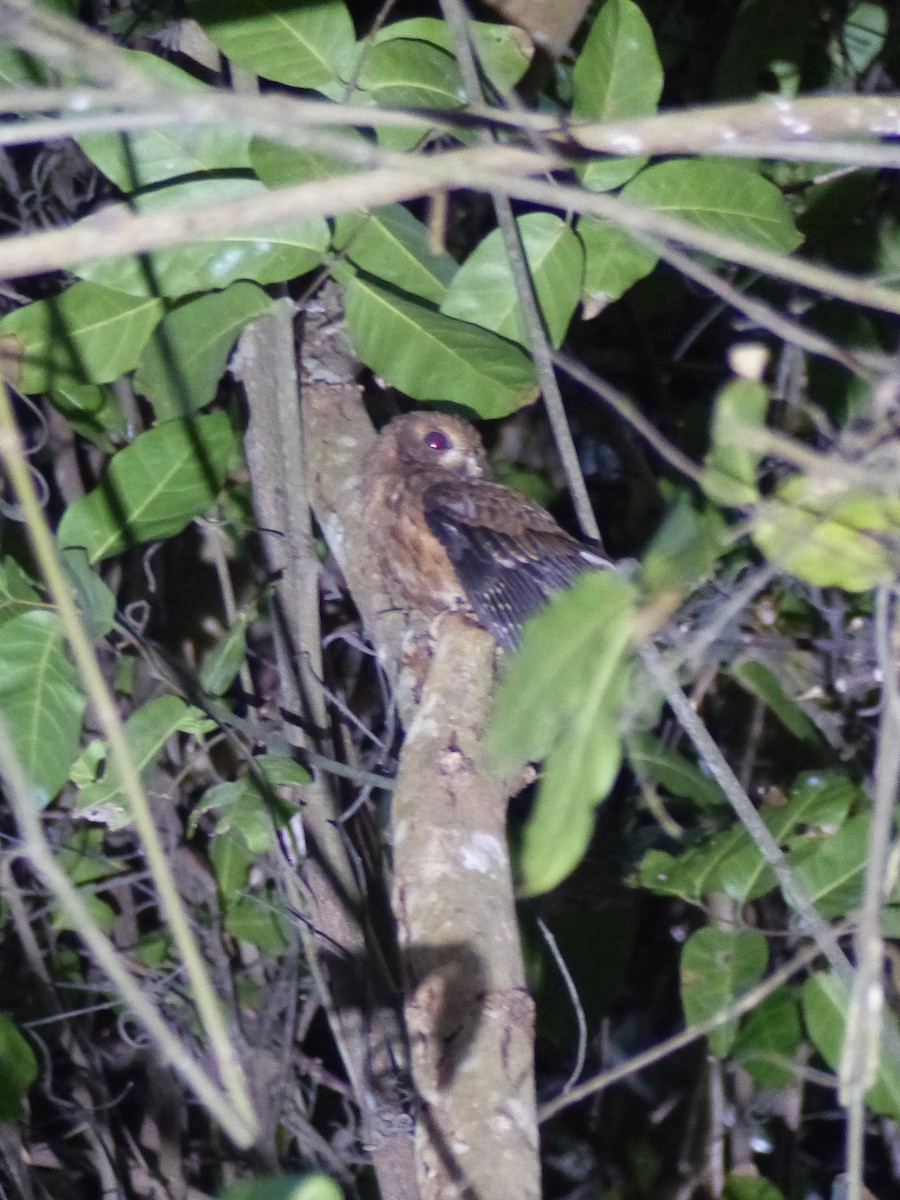 výreček mohelijský - ML523078041