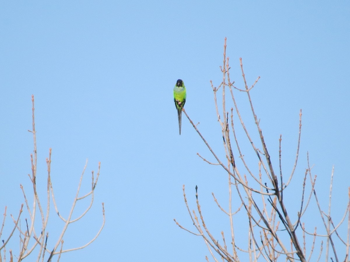 Conure nanday - ML523079531
