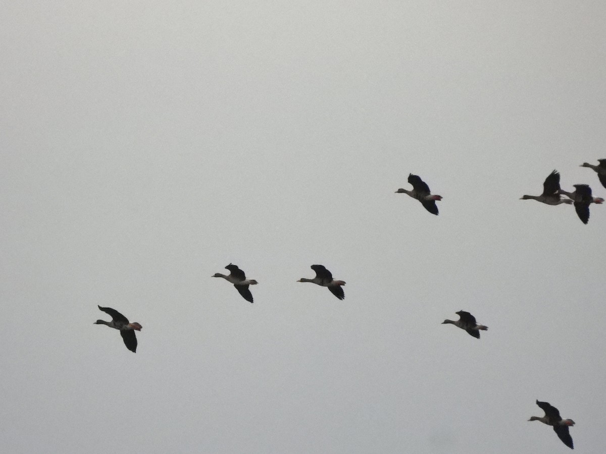 Greater White-fronted Goose - Fannie Courtier