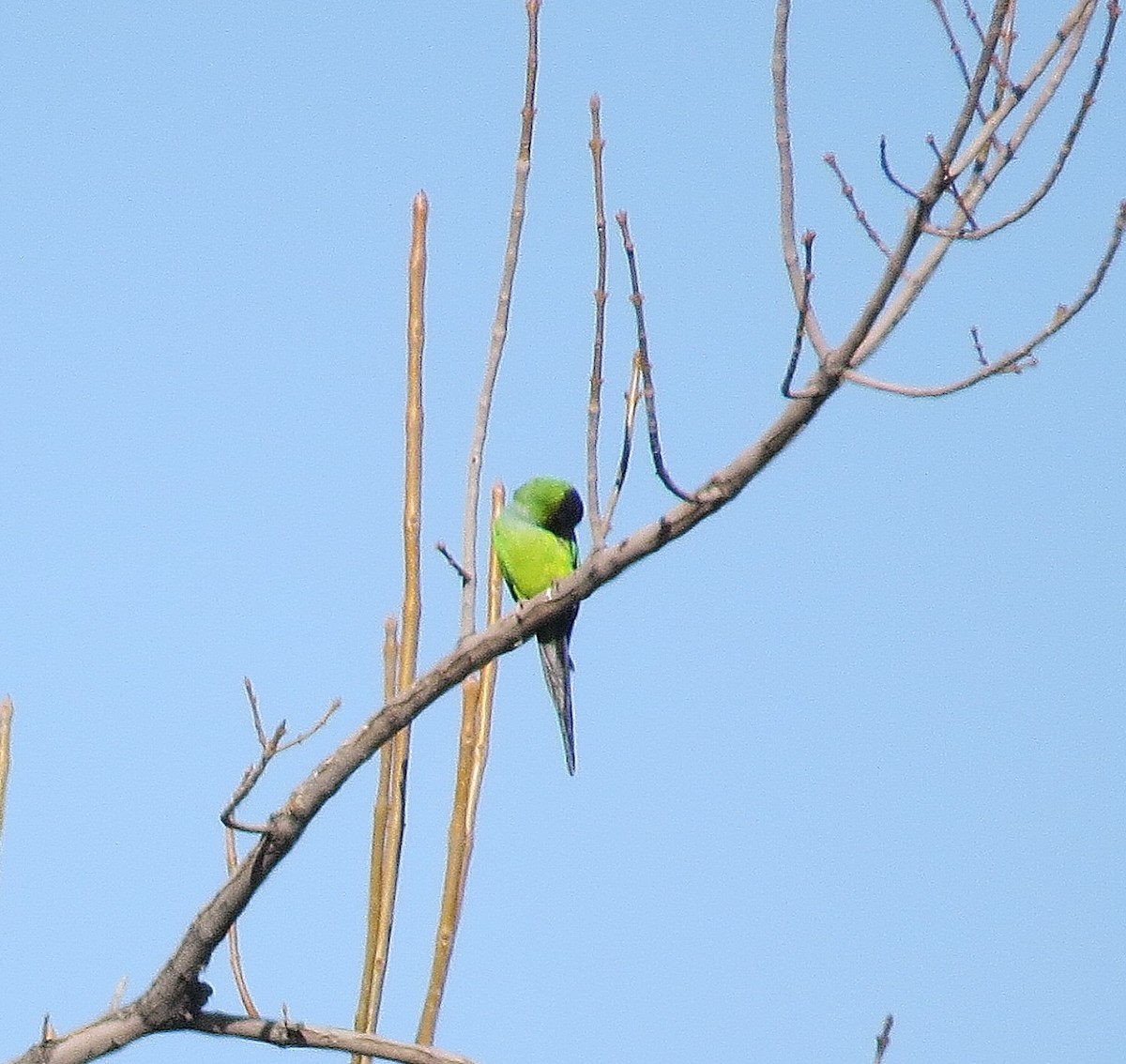 Conure nanday - ML523079721