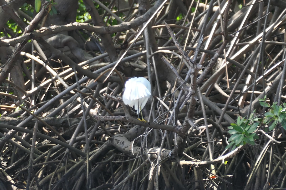 Snowy Egret - ML523079881