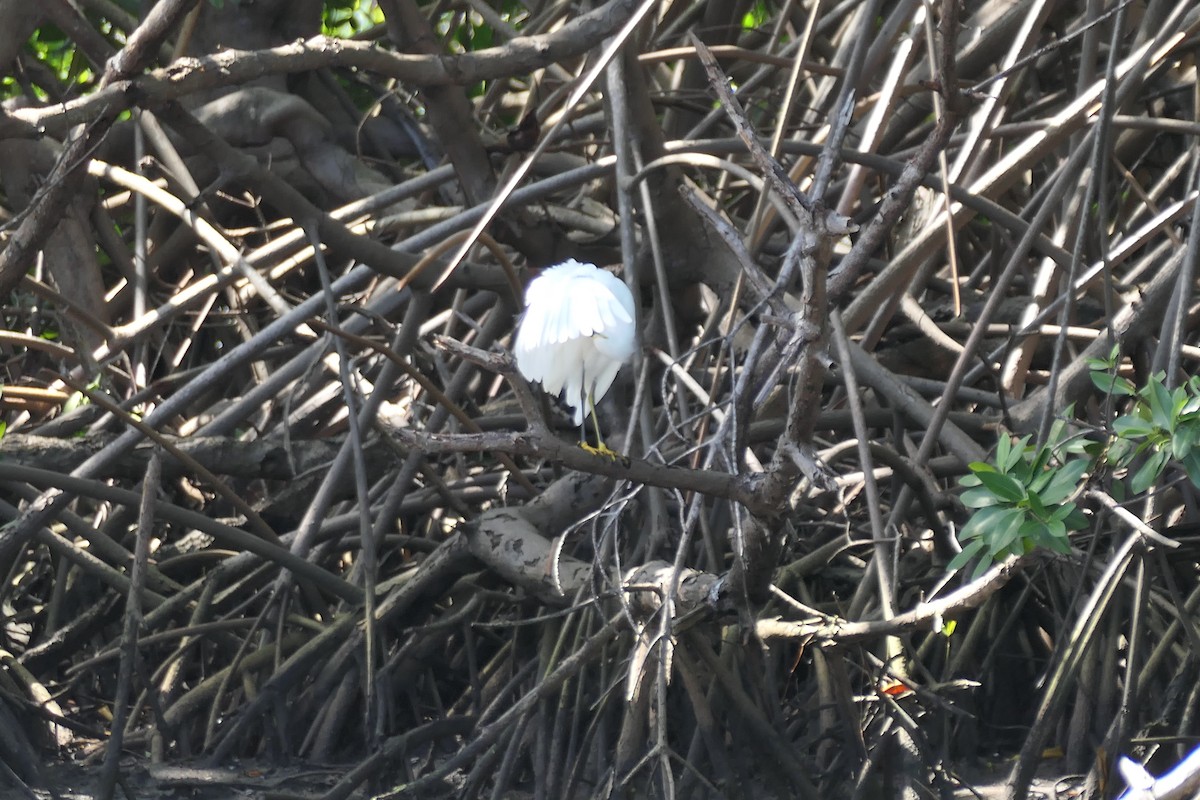 Snowy Egret - ML523079901