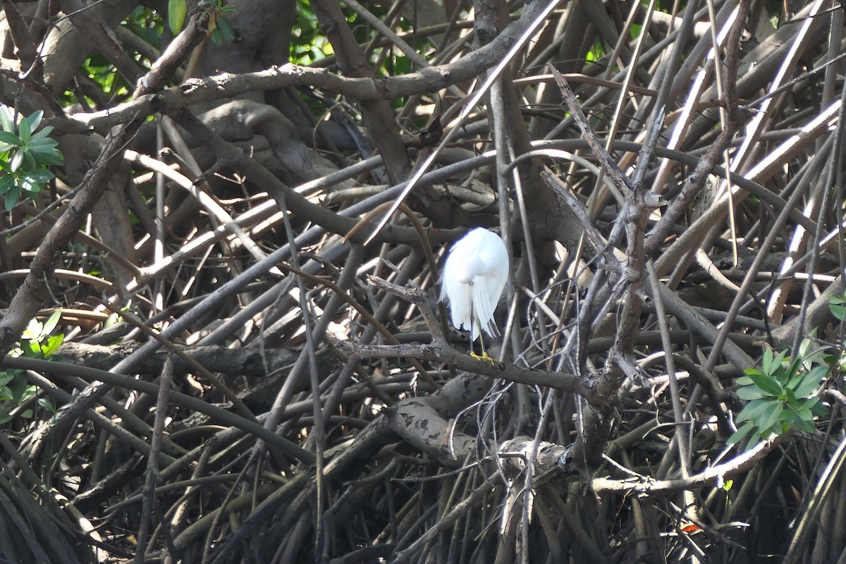 Snowy Egret - ML523079911