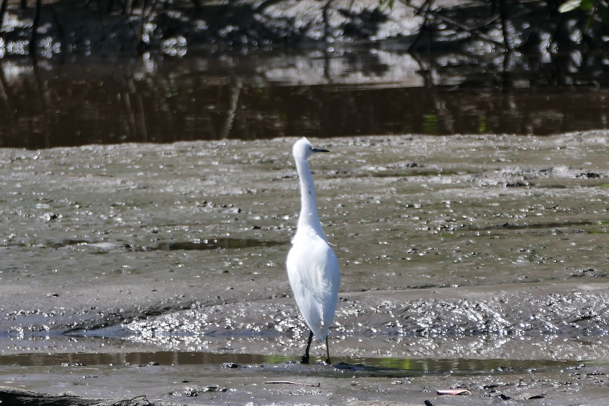 Snowy Egret - ML523079921