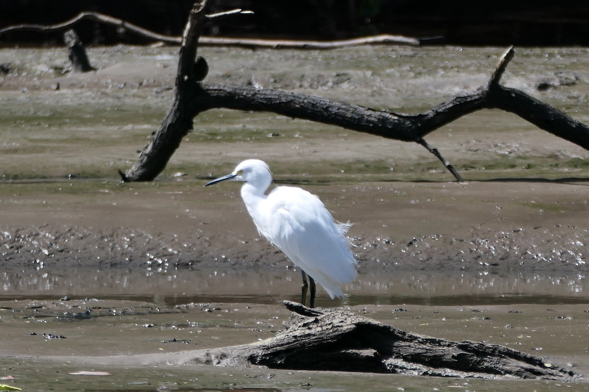 Snowy Egret - ML523079941