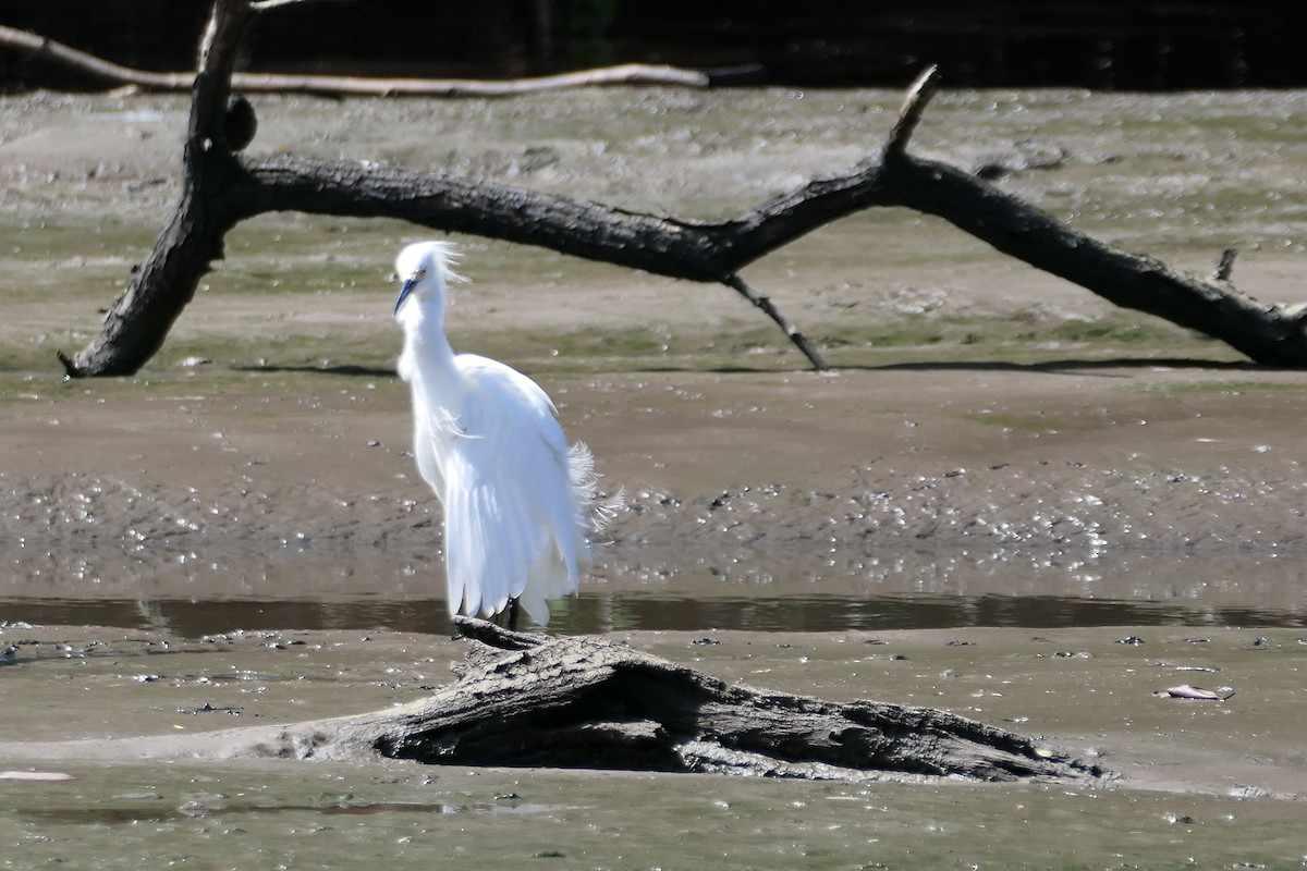 Snowy Egret - ML523079951