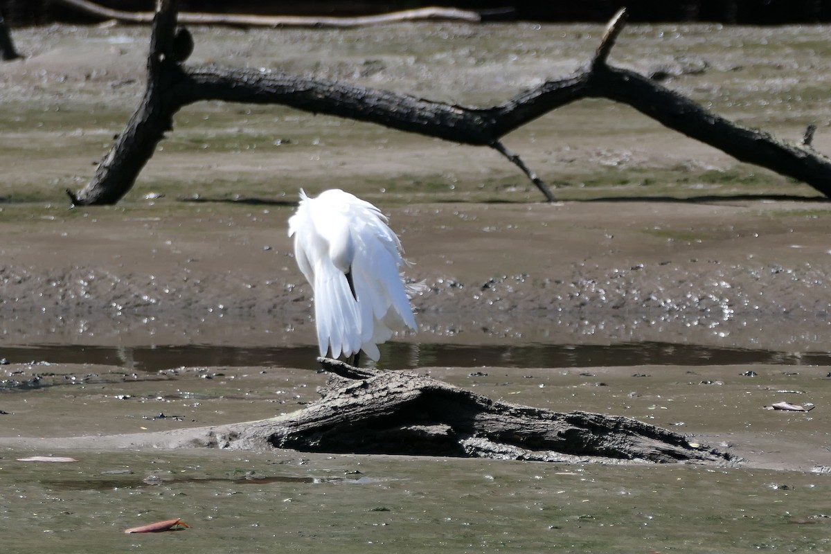 Snowy Egret - ML523079961