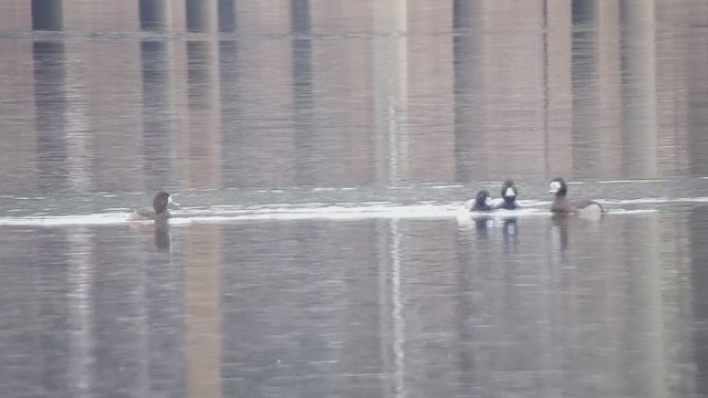Greater Scaup - ML523080601