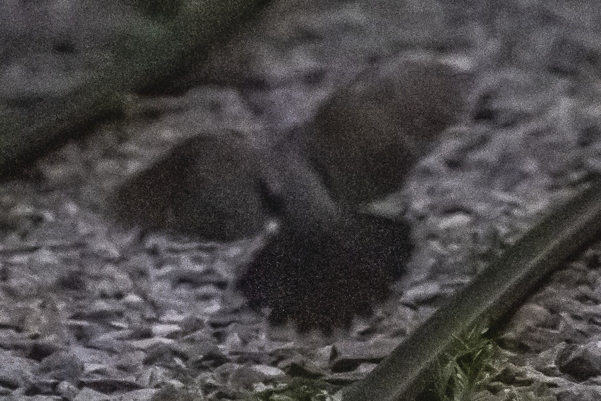 White-tipped Dove - ML523081011