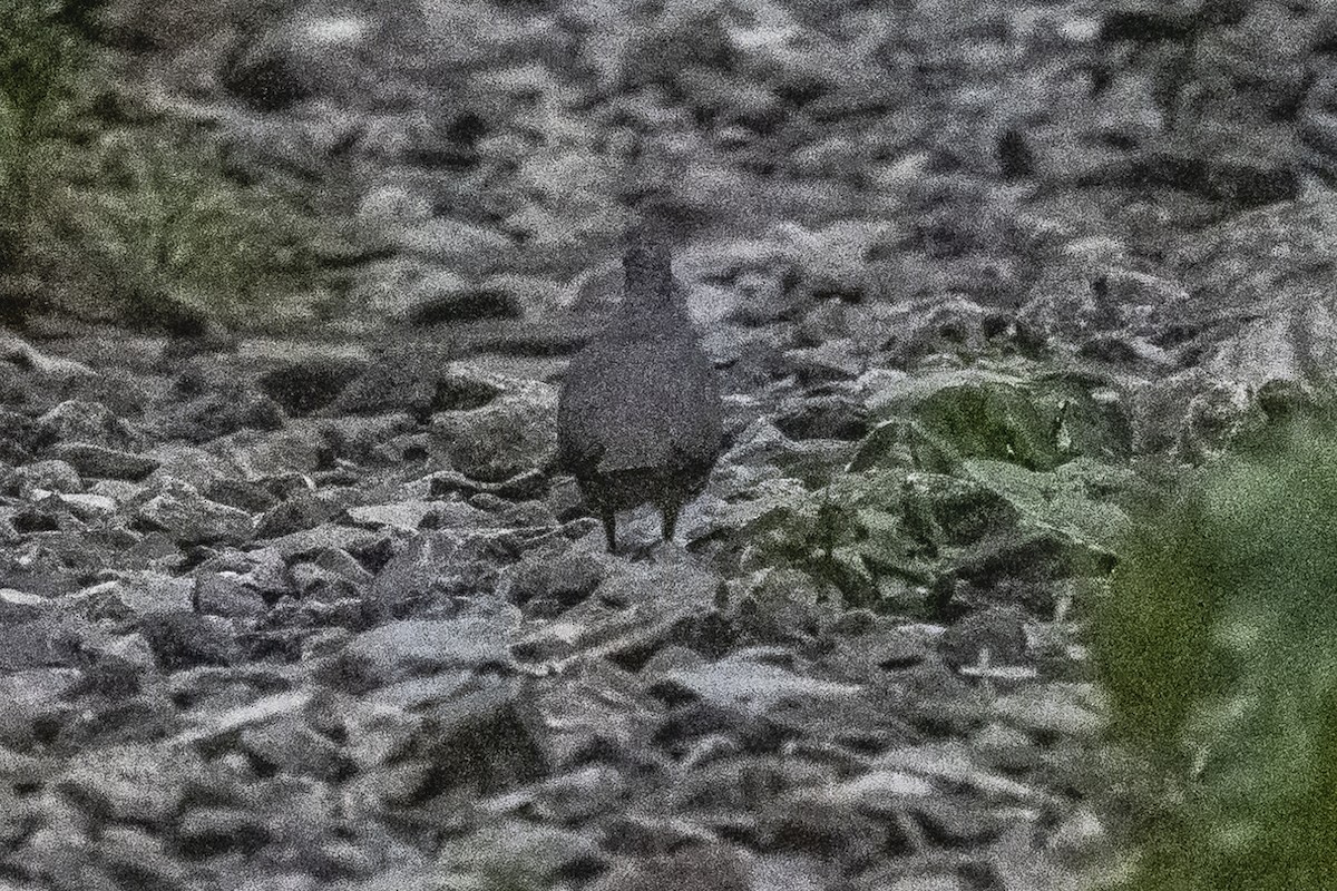 White-tipped Dove - ML523081031