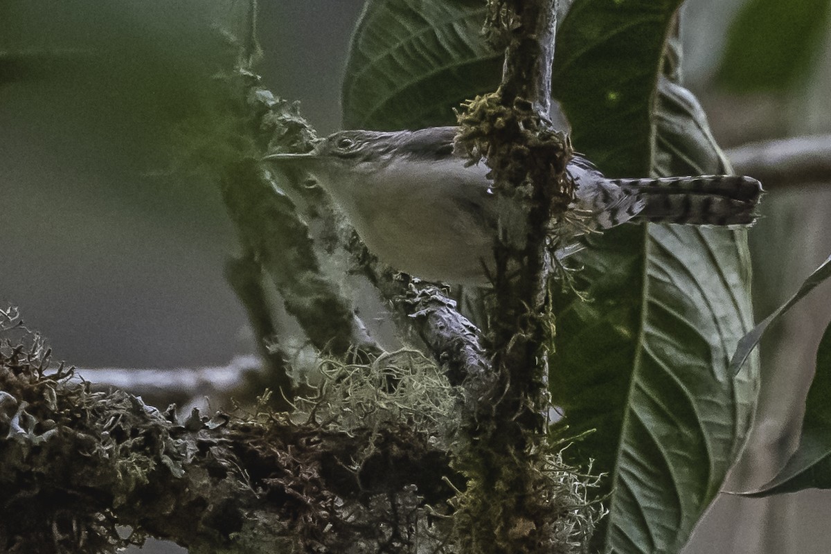 Gray-mantled Wren - Amed Hernández