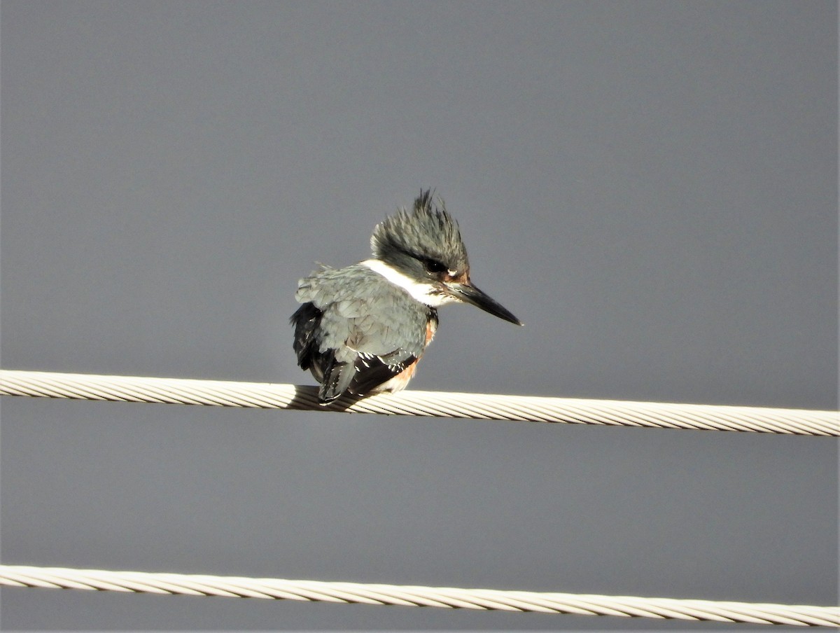 Belted Kingfisher - ML523082621