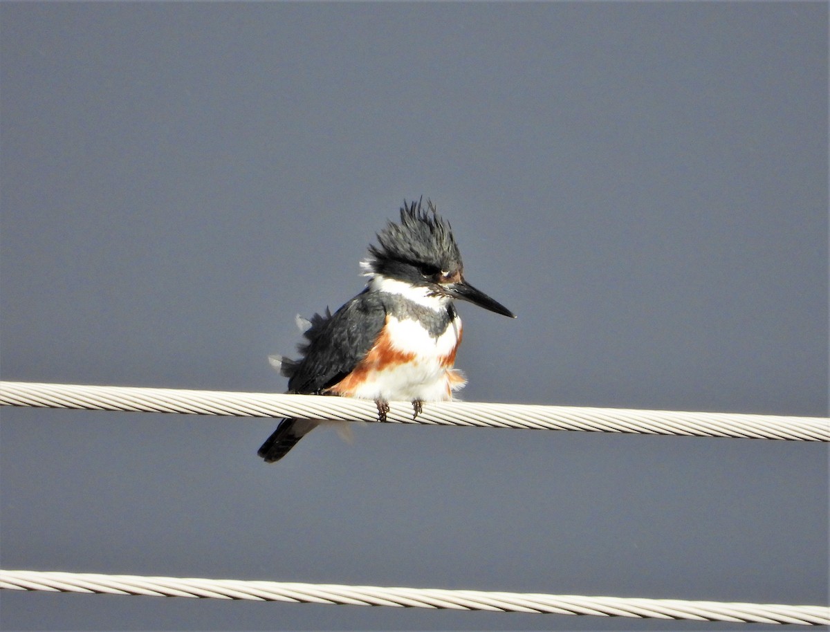 Belted Kingfisher - ML523082661