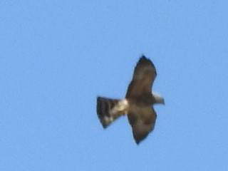 Mississippi Kite - ML523083301