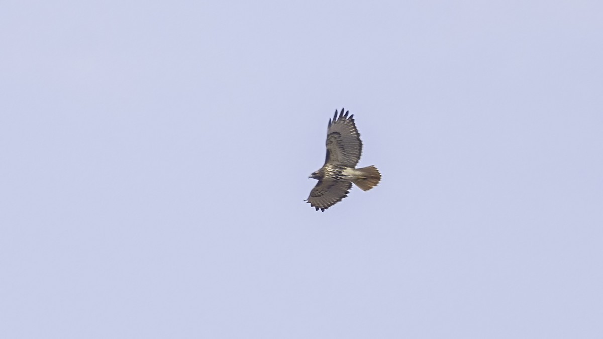 Red-tailed Hawk - ML523083731