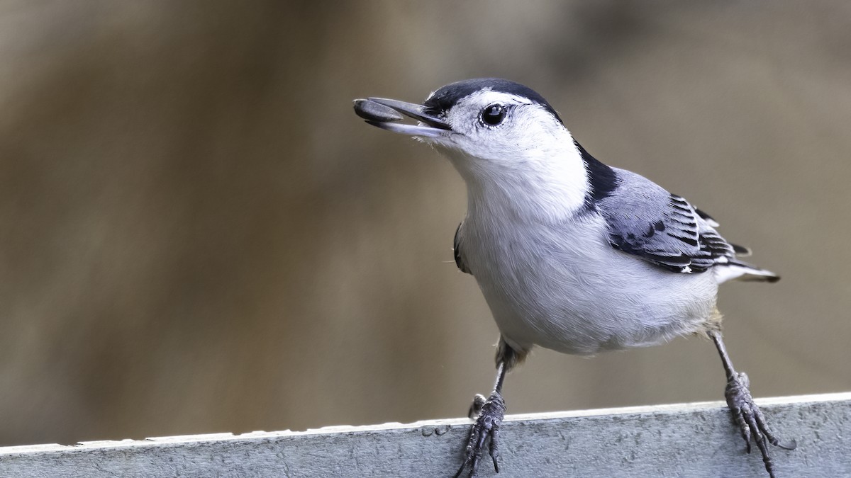White-breasted Nuthatch - ML523083771